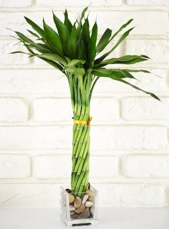 Lucky Bamboo Plant