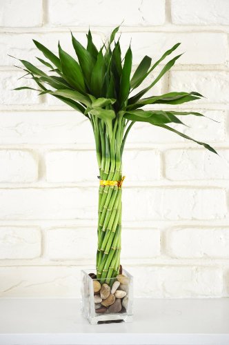 Lucky Bamboo Plant