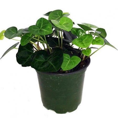 Sweetheart English Ivy