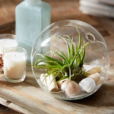 Live Tabletop Air Plant Garden