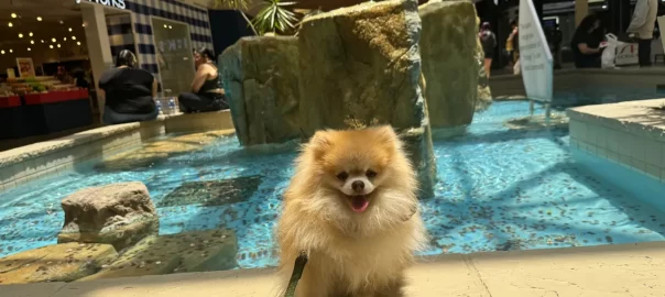 Dog Training