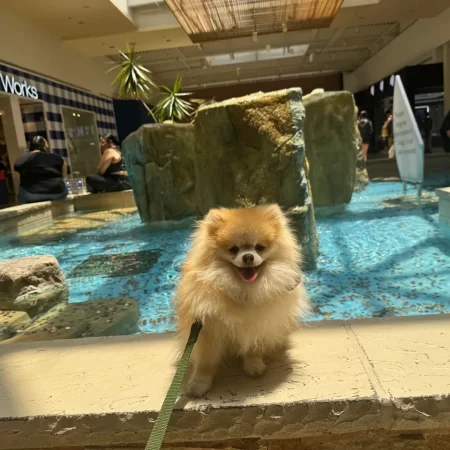 Dog Training